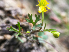 Ranunculus gmelinii