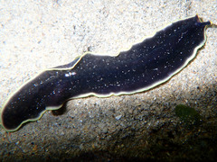 Pseudobiceros flavocanthus