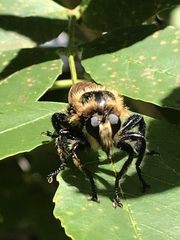 Laphria grossa