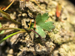 Ranunculus gmelinii