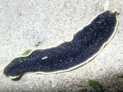 Pseudobiceros flavocanthus