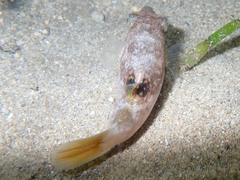 Canthigaster compressa