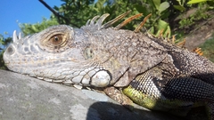 Iguana iguana