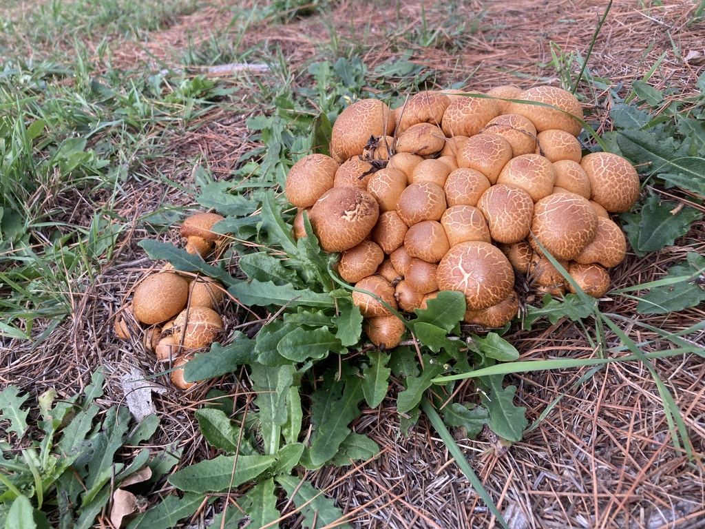 Gymnopilus junonius · April 2025 · photo: © sam-rajnikant (iNaturalist, cc-by)