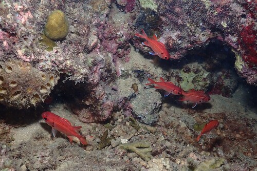 Myripristis pralinia observed 2025-04-10
