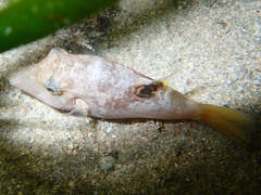 Canthigaster compressa
