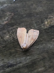 Halysidota tessellaris