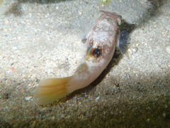 Canthigaster compressa