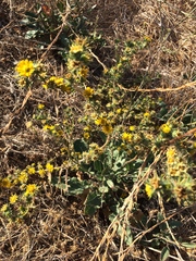 Centromadia parryi congdonii