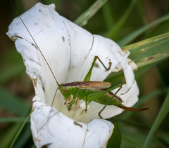 Conocephalus dorsalis