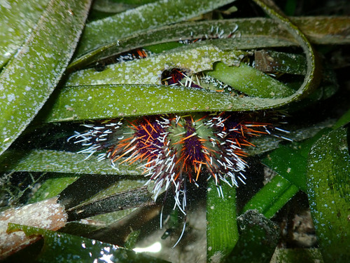 Photo of Collector urchin (Tripneustes gratilla)