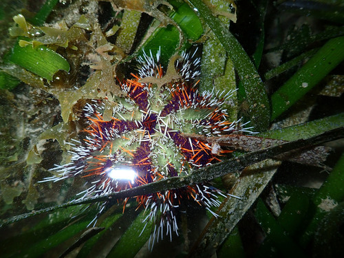 Photo of Collector urchin (Tripneustes gratilla)