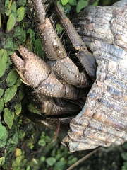 Coenobita cavipes