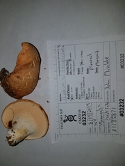 Hydnum subolympicum