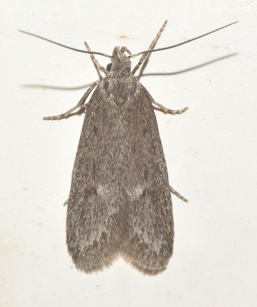 Symmoca uniformella