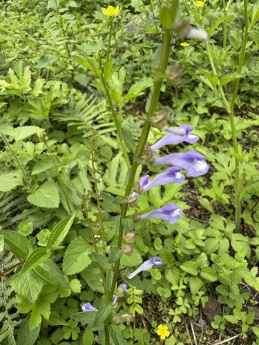 Scutellaria barbata (Scutellaria barbata)