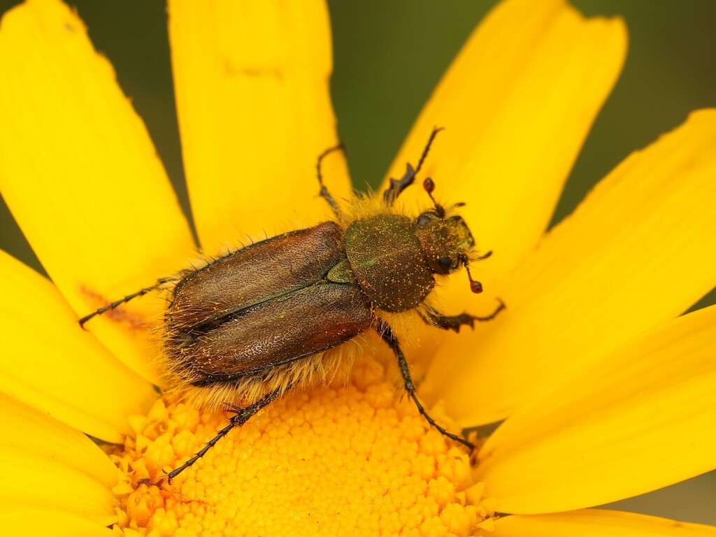 Pygopleurus libanonensis