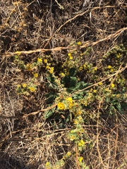 Centromadia parryi congdonii