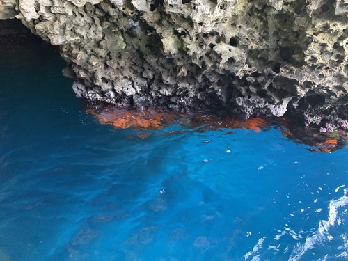 Photo of Mediterranean orange coral (Astroides calycularis)