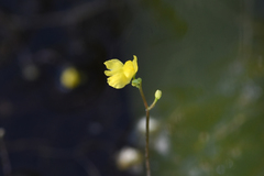 Utricularia geminiscapa