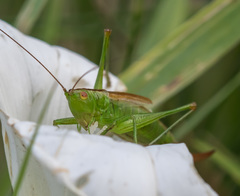 Conocephalus dorsalis