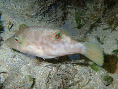Tetraodontiformes