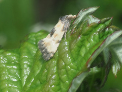 Neocochylis dubitana