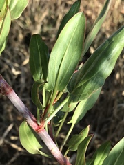 Rumex usambarensis