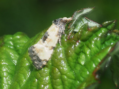 Neocochylis dubitana