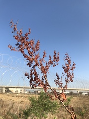 Rumex usambarensis