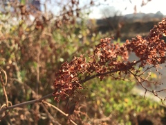 Rumex usambarensis
