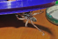 Venatrix pseudospeciosa