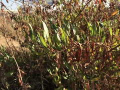 Rumex usambarensis