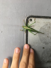 Tettigonia viridissima