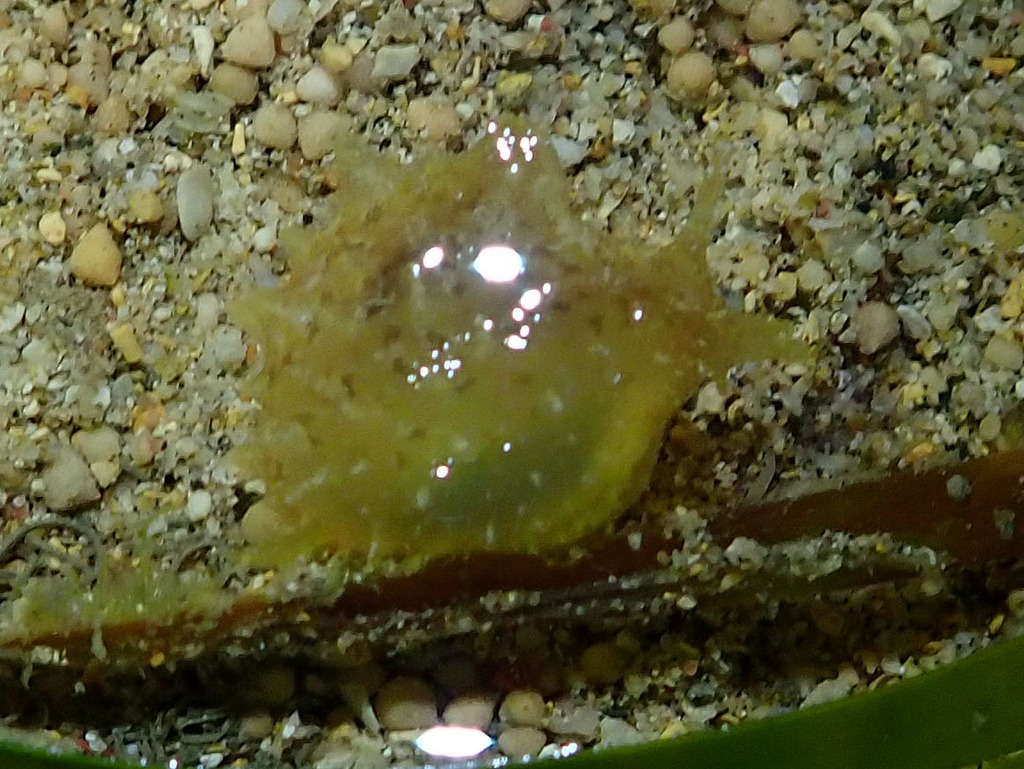 Whirligig Sea Hare