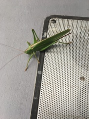 Tettigonia viridissima