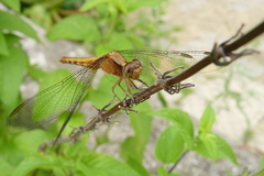 Erythrodiplax melanorubra