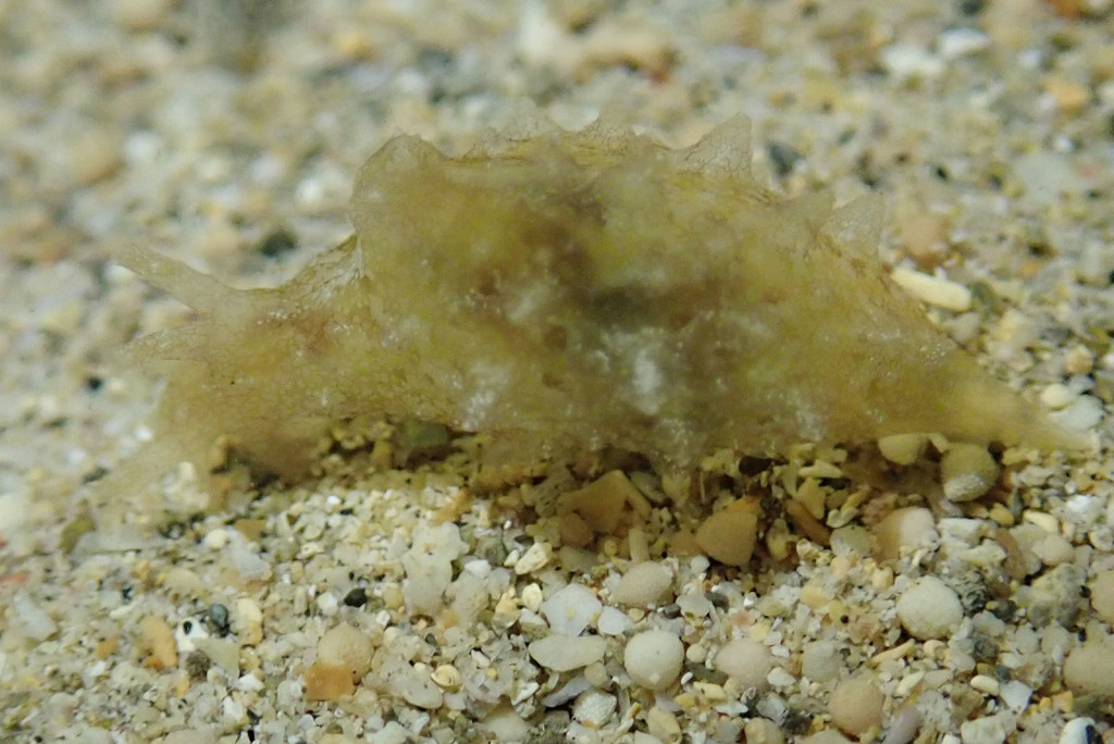 Whirligig Sea Hare