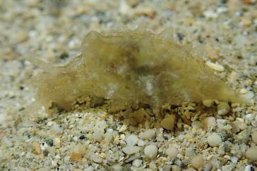 Whirligig Sea Hare