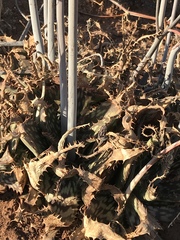 Aloe greatheadii