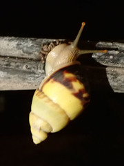 Amphidromus perversus