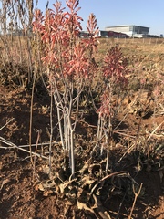 Aloe greatheadii