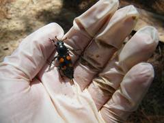 Nicrophorus carolina