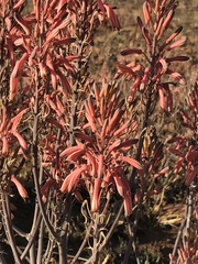 Aloe greatheadii