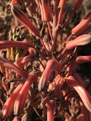 Aloe greatheadii