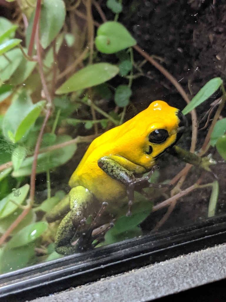 Black-legged Poison Dart Frog