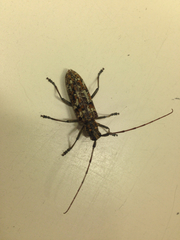 Monochamus marmorator