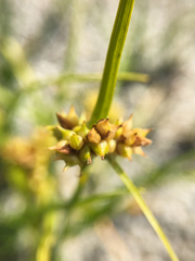 Carex viridula