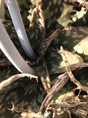 Aloe greatheadii