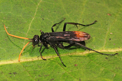 Eastern Tawny-horned Spider Wasp